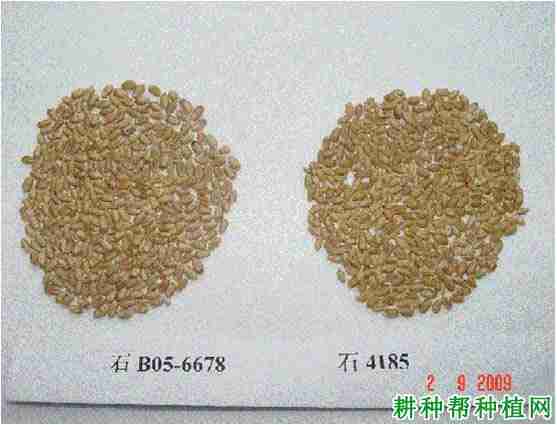 石麦19号小麦品种好不好吃(石麦19号小麦品种好不好种)